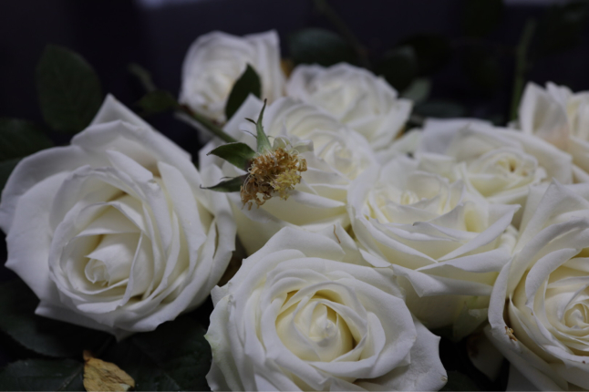 枯れた薔薇 life 365日 私の毎日 枯れた薔薇 life 365日 私の毎日