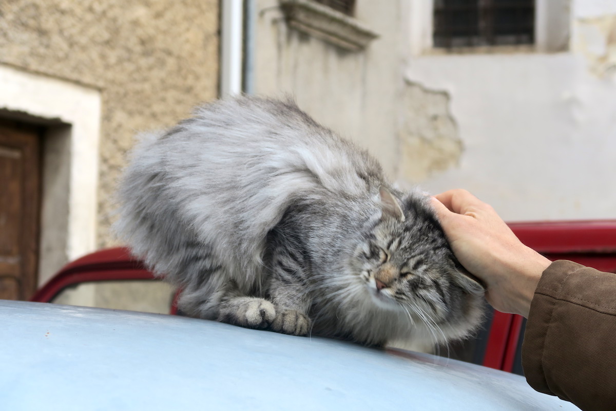 美しいネーラ河畔に白い猫、スティフォーネ_f0234936_5435842.jpg