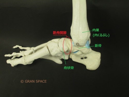 『全身の関節　２０』距舟関節_e0284739_21585210.jpg