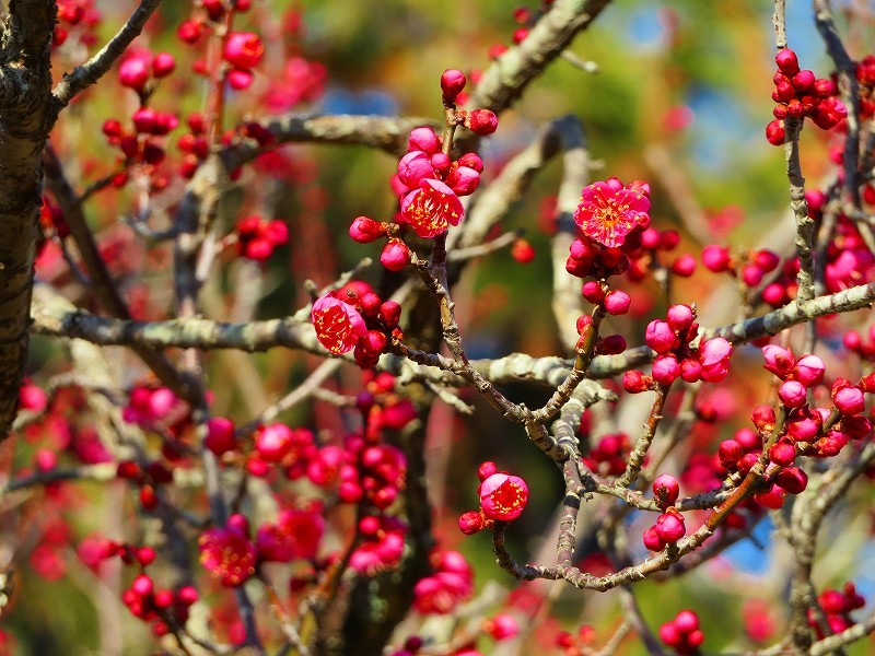 京都御苑で「梅の花」が咲き始めました20190130_e0237645_23271903.jpg