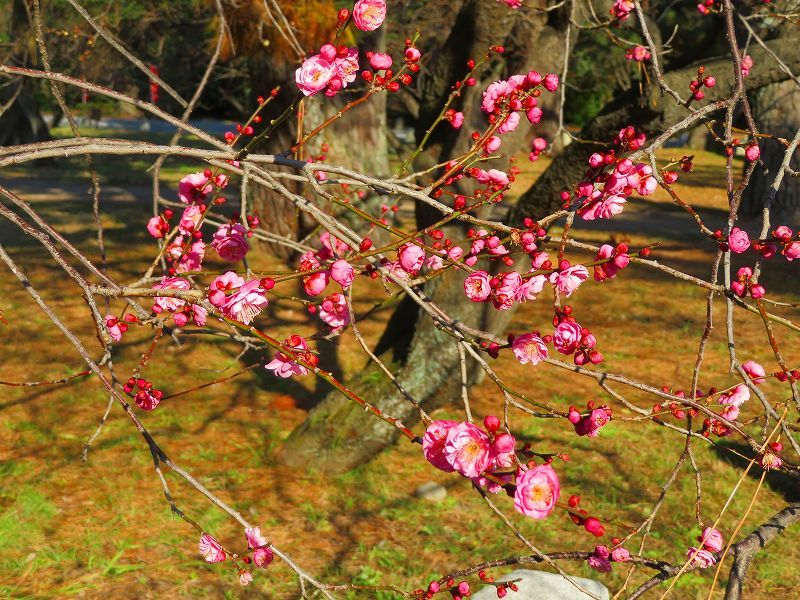 京都御苑で「梅の花」が咲き始めました20190130_e0237645_23271973.jpg