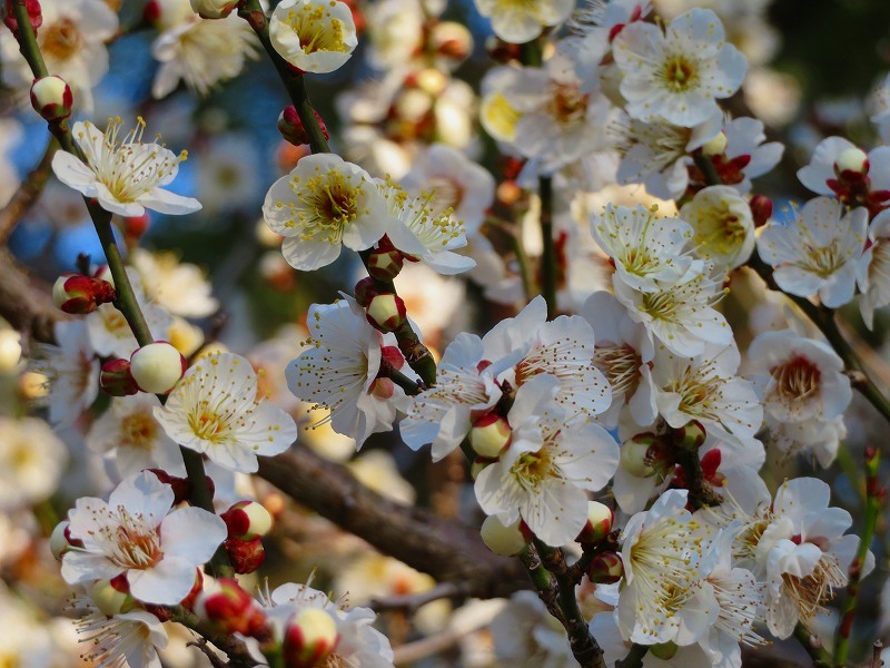 京都御苑で「梅の花」が咲き始めました20190130_e0237645_23283641.jpg
