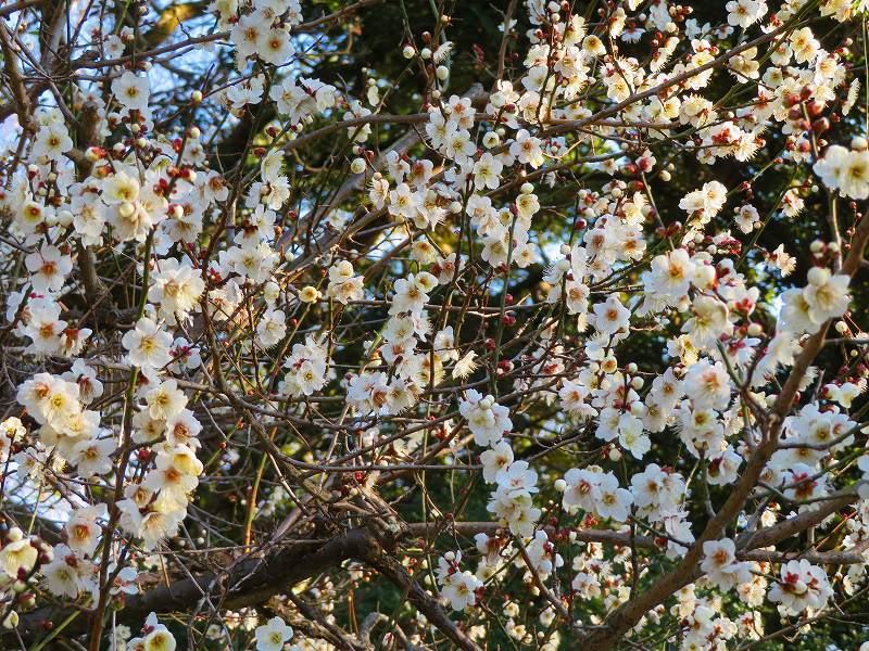 京都御苑で「梅の花」が咲き始めました20190130_e0237645_23283670.jpg