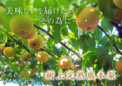 熊本産『ステビアにんにく』 平成31年度も有機肥料の“ステビア”を使用し無農薬・無化学肥料栽培で育てます_a0254656_15110712.jpg