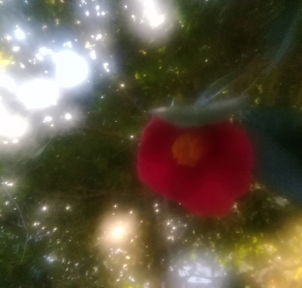 b0368362_05282216.jpg