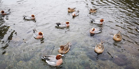 水前寺公園散策_d0372766_01363621.jpg