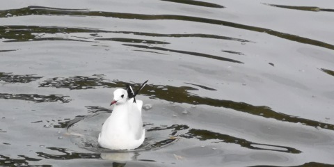 水前寺公園散策_d0372766_01365381.jpg