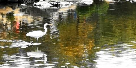 水前寺公園散策_d0372766_01370090.jpg