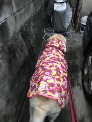 f0315081_22150625.jpeg