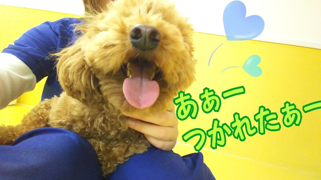 げんきげんき~😃🎵_f0357682_12285083.jpg