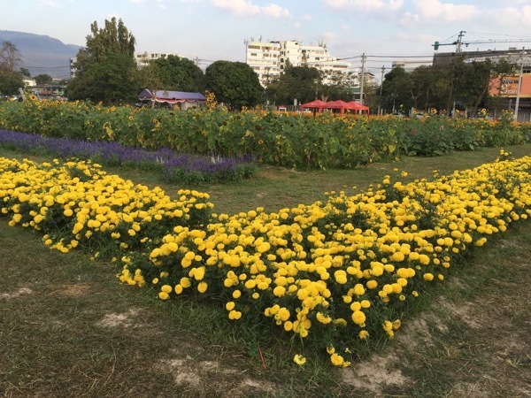 花の季節になりました サキさんのチェンマイ日記 花の季節になりました サキさんのチェンマイ日記
