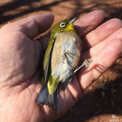 「秋鳥は拾え、春鳥は拾うな」_b0029488_01572327.jpg