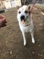 【犬・移動先募集】センター(支所)収容(1/26訪問)_f0242002_13345823.jpg