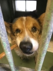 【犬・移動先募集】センター(支所)収容(1/26訪問)_f0242002_13350233.jpg