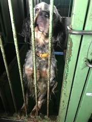【犬・移動先募集】センター(支所)収容(1/26訪問)_f0242002_13350526.jpg