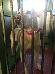 【犬・移動先募集】センター(支所)収容(1/26訪問)_f0242002_13350950.jpg