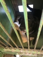 【犬・移動先募集】センター(支所)収容(1/26訪問)_f0242002_13351322.jpg