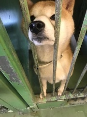 【犬・移動先募集】センター(支所)収容(1/26訪問)_f0242002_13351769.jpg
