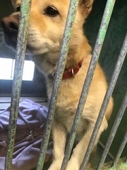 【犬・移動先募集】センター(支所)収容(1/26訪問)_f0242002_13353045.jpg