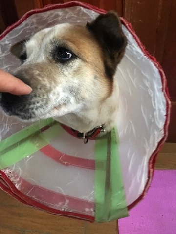 【犬・移動先募集】センター(支所)収容(1/26訪問)_f0242002_13353379.jpg