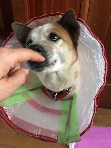 【犬・移動先募集】センター(支所)収容(1/26訪問)_f0242002_13353769.jpg