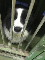 【犬・移動先募集】センター(支所)収容(1/26訪問)_f0242002_14130603.jpg
