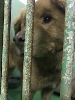 【犬・移動先募集】センター(支所)収容(1/26訪問)_f0242002_14205162.jpg