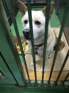 【犬・移動先募集】センター(支所)収容(1/26訪問)_f0242002_14205517.jpg