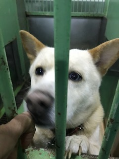 【犬・移動先募集】センター(支所)収容(1/26訪問)_f0242002_14210977.jpg