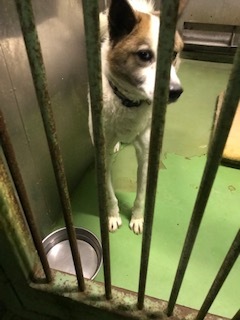 【犬・移動先募集】センター(支所)収容(1/26訪問)_f0242002_14211958.jpg