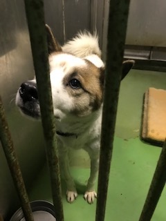 【犬・移動先募集】センター(支所)収容(1/26訪問)_f0242002_14274733.jpg