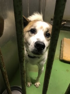 【犬・移動先募集】センター(支所)収容(1/26訪問)_f0242002_14275341.jpg