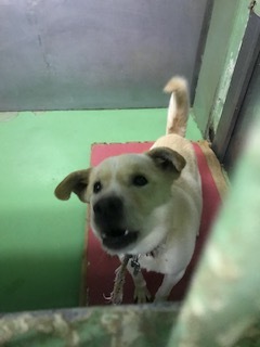 【犬・移動先募集】センター(支所)収容(1/26訪問)_f0242002_15314785.jpg