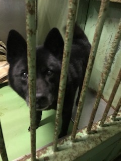 【犬・移動先募集】センター(支所)収容(1/26訪問)_f0242002_15315404.jpg
