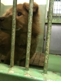 【犬・移動先募集】センター(支所)収容(1/26訪問)_f0242002_15321210.jpg