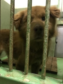【犬・移動先募集】センター(支所)収容(1/26訪問)_f0242002_15321817.jpg