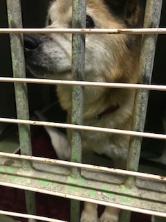 【犬・移動先募集】センター(支所)収容(1/26訪問)_f0242002_15511262.jpg