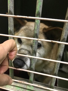 【犬・移動先募集】センター(支所)収容(1/26訪問)_f0242002_15512001.jpg