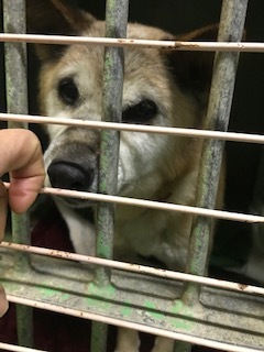 【犬・移動先募集】センター(支所)収容(1/26訪問)_f0242002_15513312.jpg