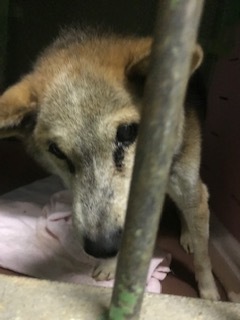 【犬・移動先募集】センター(支所)収容(1/26訪問)_f0242002_15515980.jpg