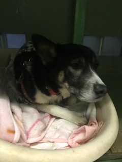 【犬・移動先募集】センター(支所)収容(1/26訪問)_f0242002_15545740.jpg