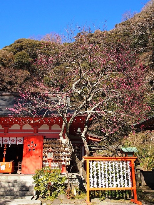 寒紅梅咲く荏柄天神社 19 02 01 フランス語と 鎌倉と 私と