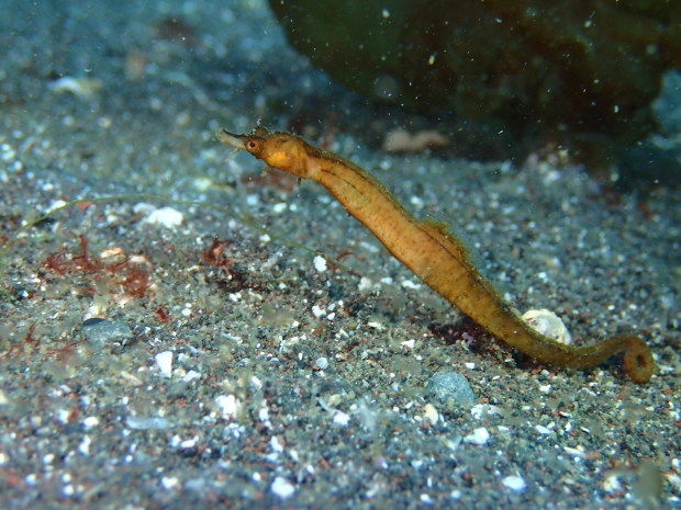 e0350505_15341712.jpg