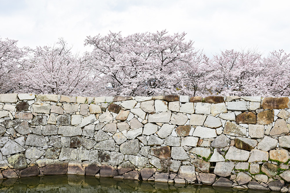 桜満開の赤穂城を歩く。 その5 「水手門、塩屋門」_e0158128_18444929.jpg