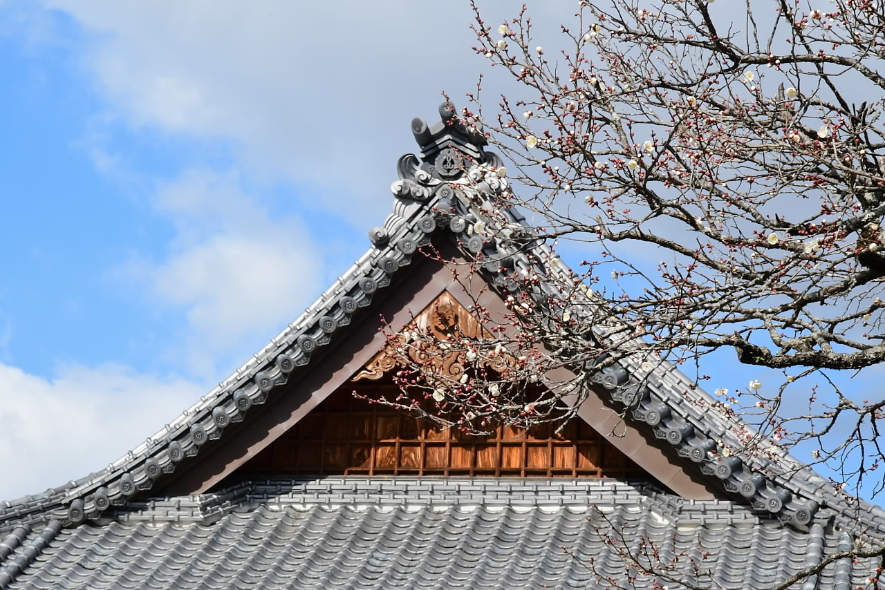 名 寒さ は の 風 春 や のみ の