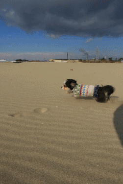 c0145250_16130499.gif