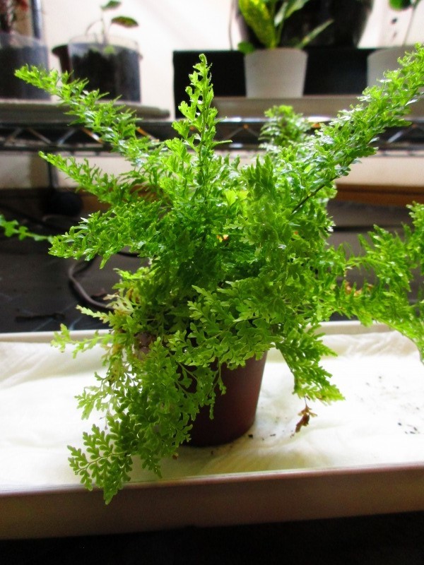 植物 マリサをお金で買ってしまいました 孤影悄然 植物 マリサをお金で買ってしまいました 孤影悄然