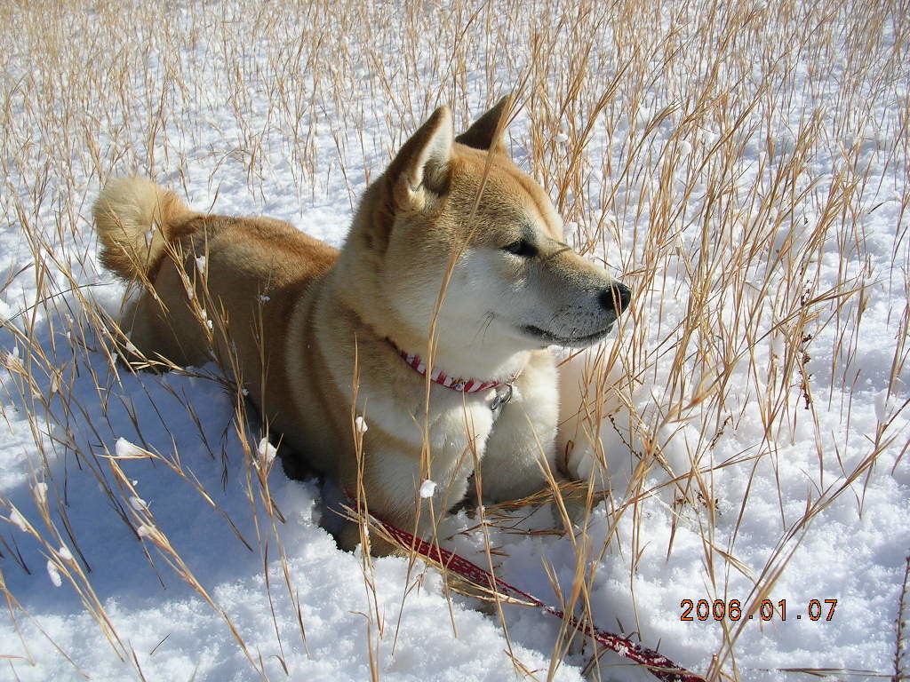 ’19,2,1(金)少しだけ雪が積もりました!_f0060461_09424034.jpg