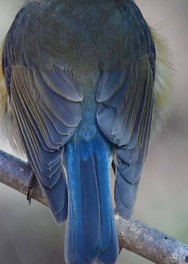 追われるルリビタキ 追うジョウビタキ_f0053272_23053814.jpg