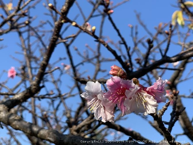 今日は肉 ✿ いちばん桜(*‘ω‘ *)♪_c0139375_11255661.jpg